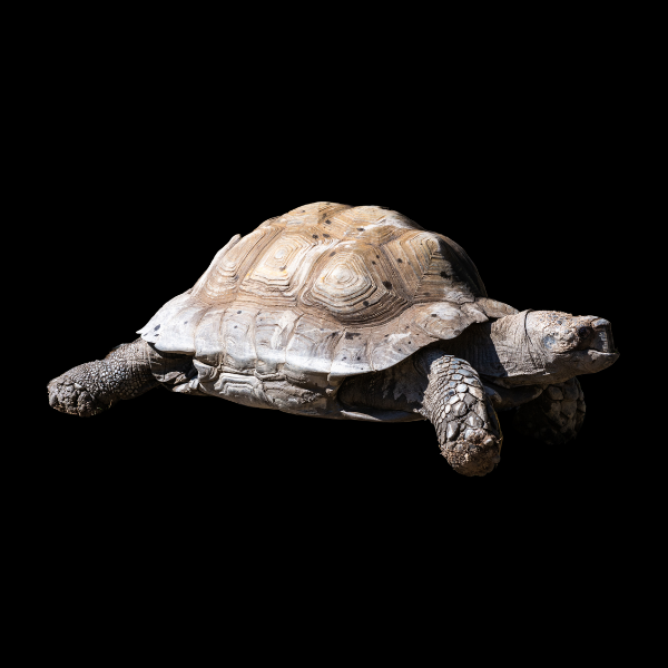 Burmese Brown Mountain Tortoise Manouria Emys Juvenile - Real Aquatics