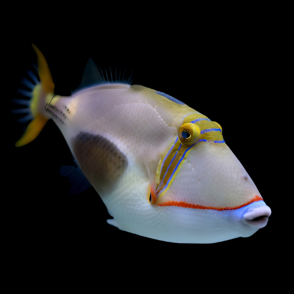 Bursa Trigger Fish Rhinecanthus Verrucosus - Real Aquatics