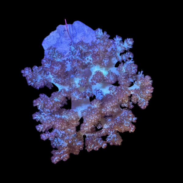 Bush Soft Coral Asparagus Capnella Sp - Real Aquatics