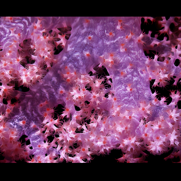 Bush Soft Coral Pink Scleronephthya Sp - Real Aquatics