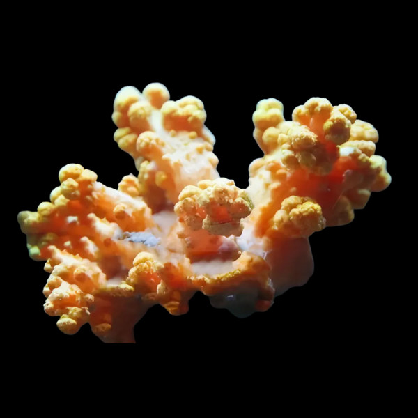 Bush Soft Coral Vasaline Litophyton Sp - Real Aquatics