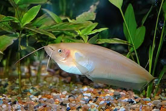 Butter Catfish Ompok Bimaculatus 8cm - Real Aquatics