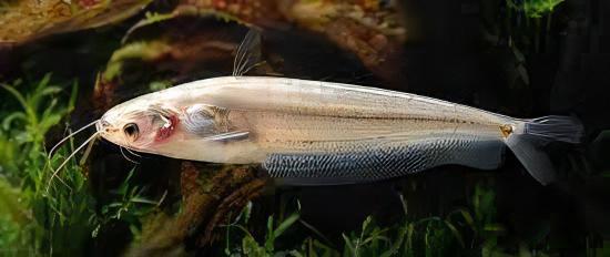 Butter Catfish Ompok Bimaculatus 8cm - Real Aquatics