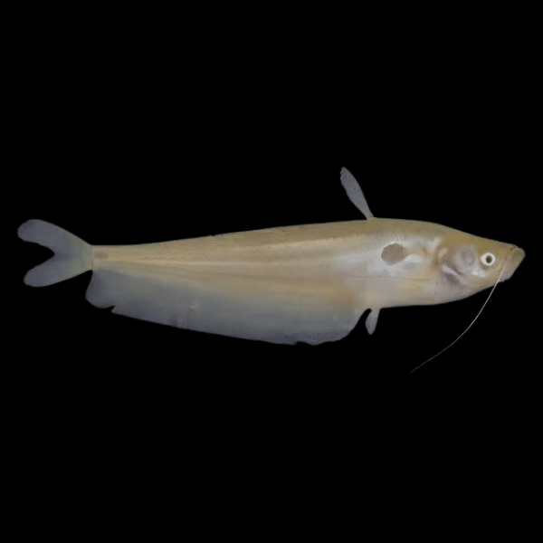 Butter Catfish Ompok Bimaculatus 8cm - Real Aquatics