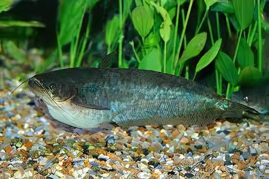 Butter Catfish Ompok Bimaculatus 8cm - Real Aquatics