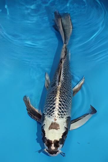 10 x Butterfly Ghost Koi Carp Cyprinus Carpio