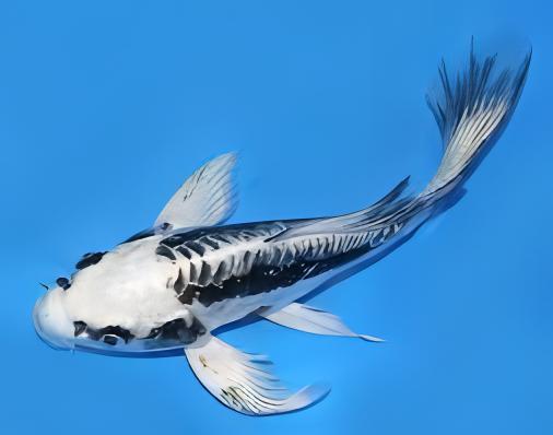 10 x Butterfly Ghost Koi Carp Cyprinus Carpio