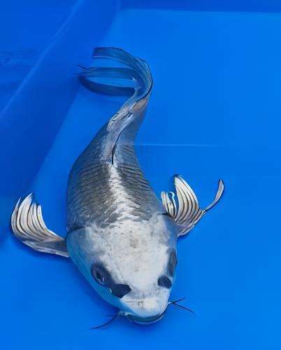 10 x Butterfly Ghost Koi Carp Cyprinus Carpio