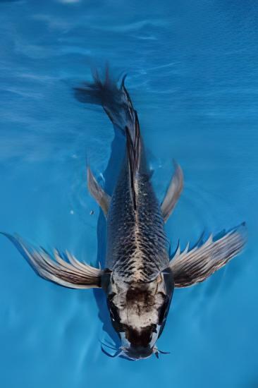 10 x Butterfly Ghost Koi Carp Cyprinus Carpio