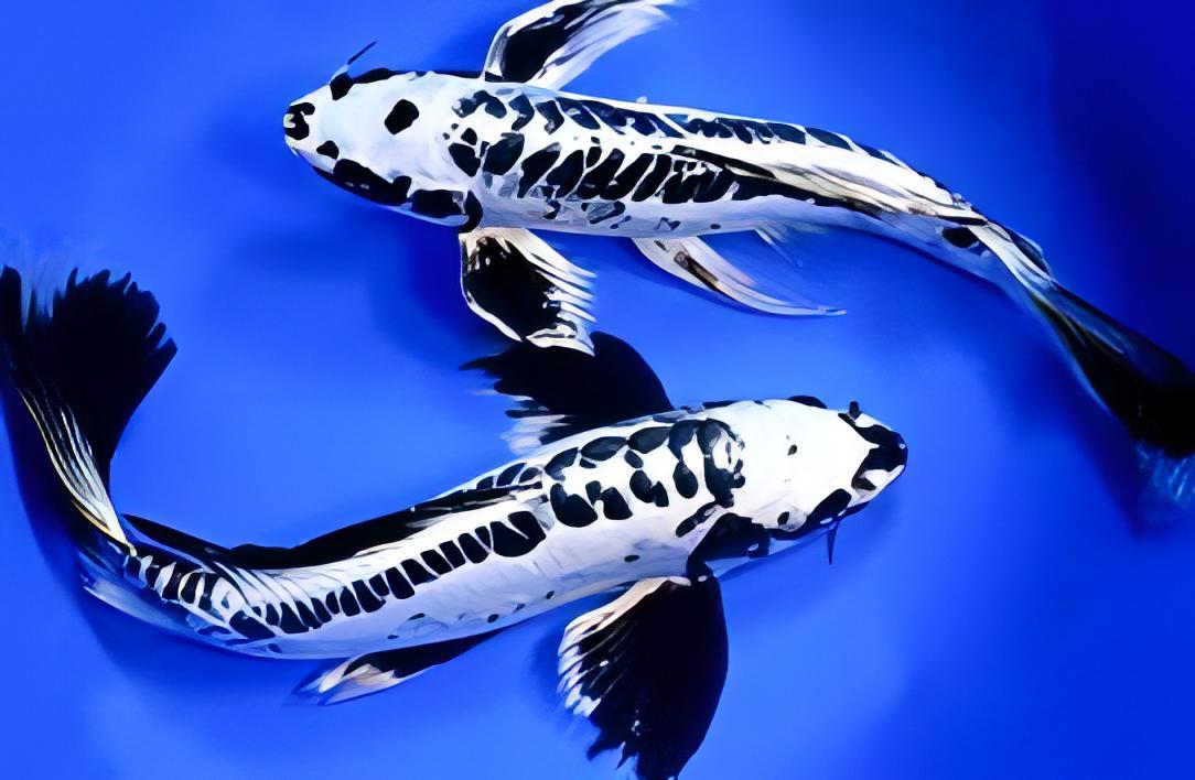 10 x Butterfly Koi Carp Cyprinus Carpio