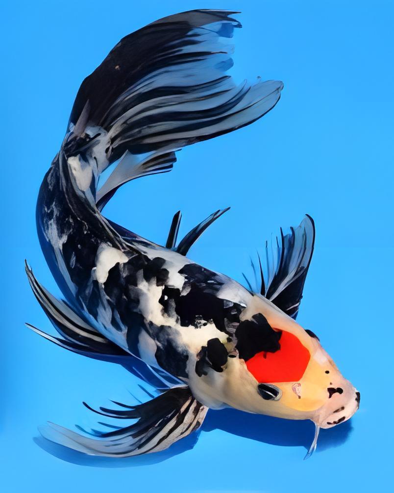10 x Butterfly Koi Carp Cyprinus Carpio