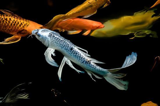 10 x Butterfly Ghost Koi Carp Cyprinus Carpio