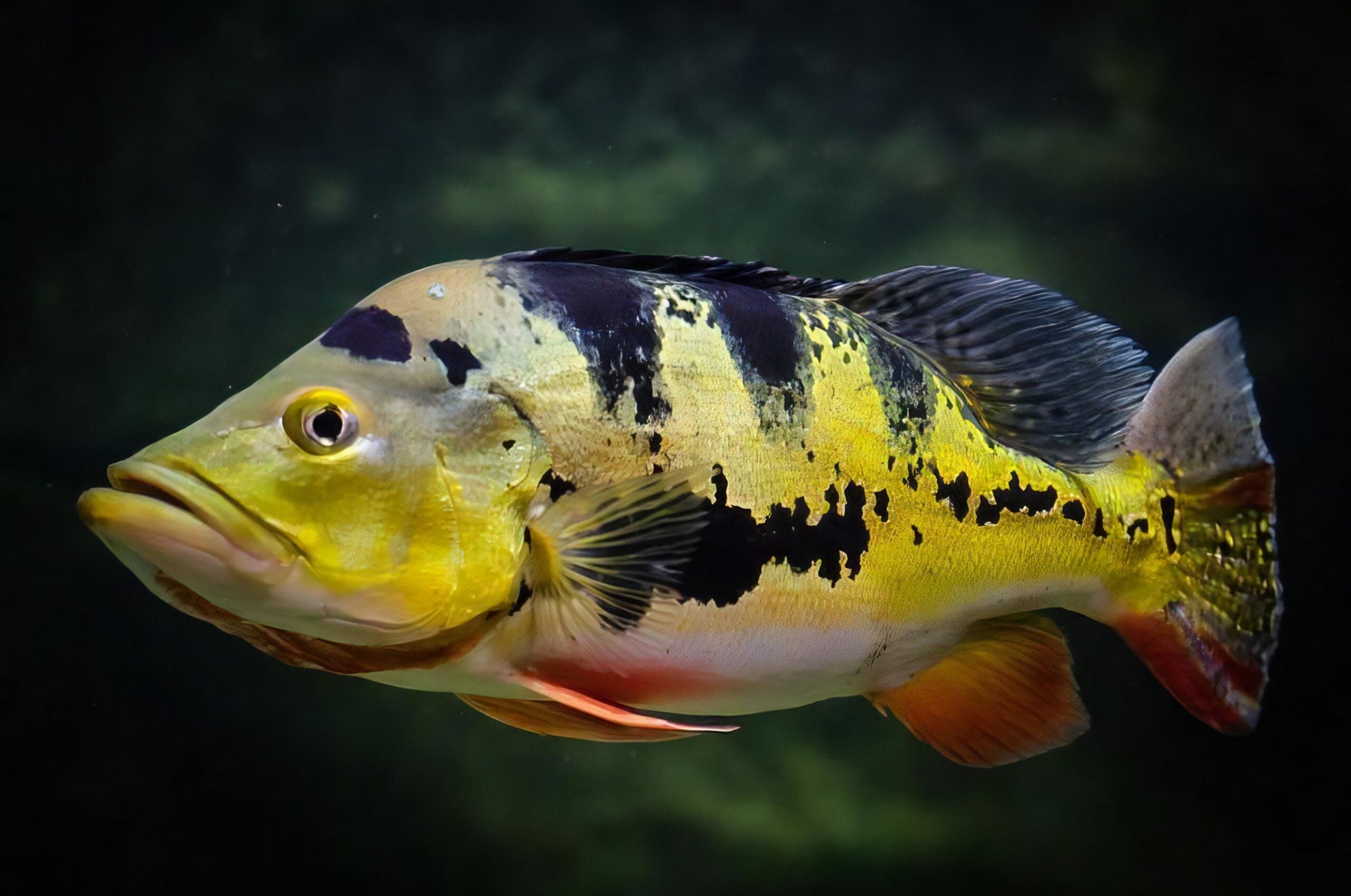 Butterfly Peacock Bass