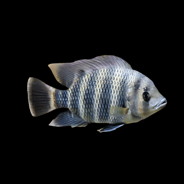Buttikoferi Hetero Tilapia Zebra African Cichlid 5cm - Real Aquatics