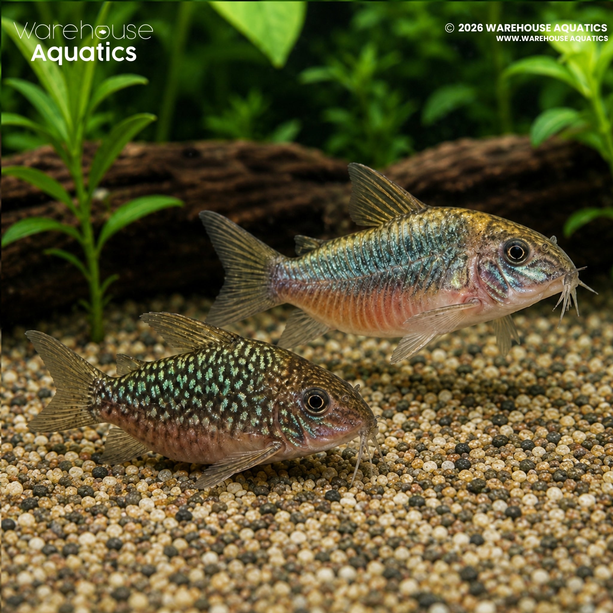 Pantanal Cory (C005) (Brochis pantanalensis)