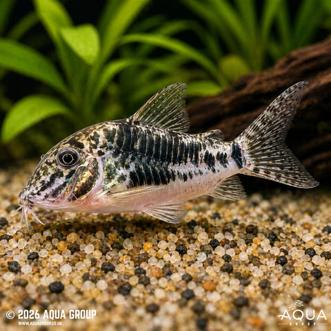 Corydoras
