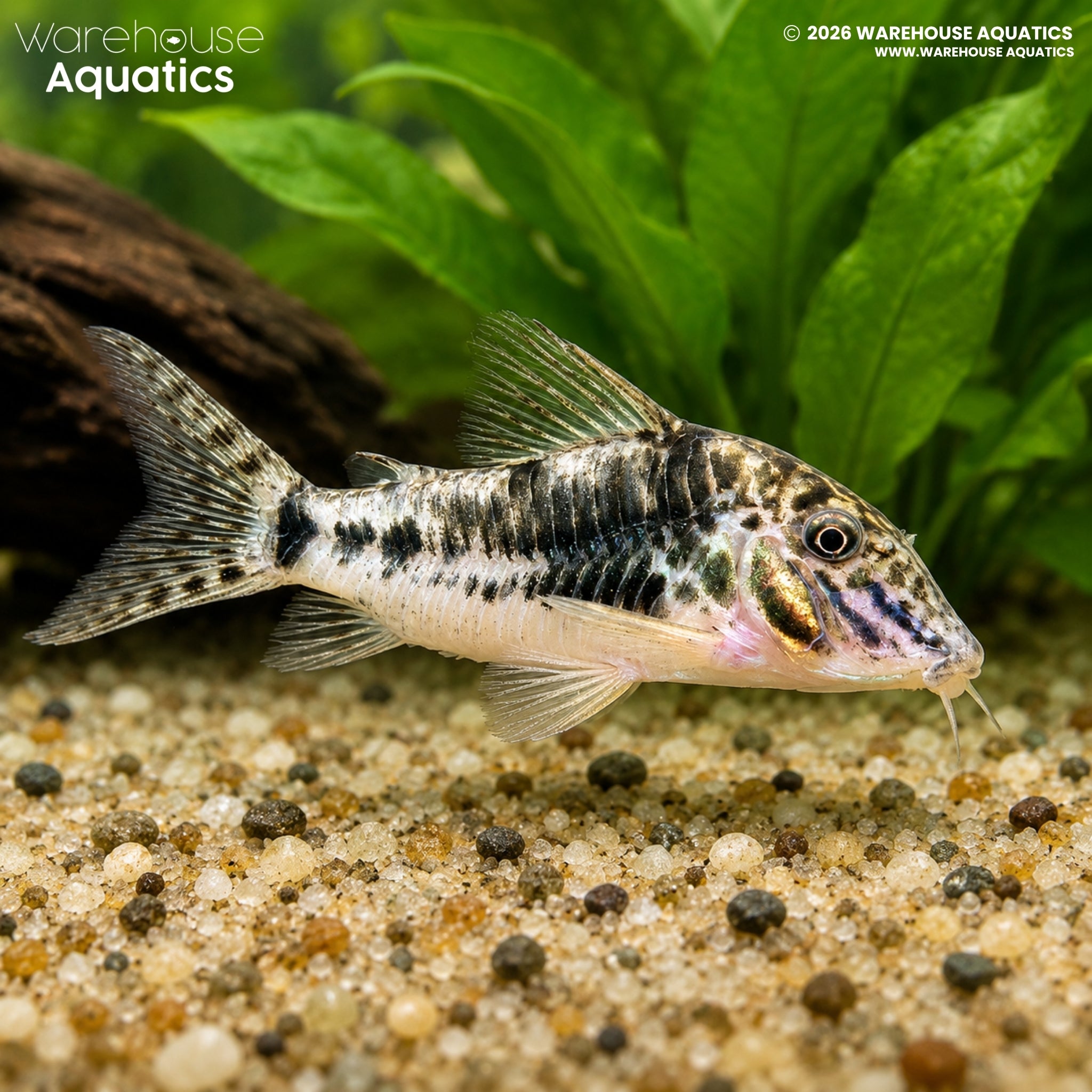 Sarare Cory (C023) (Corydoras sarareensis)