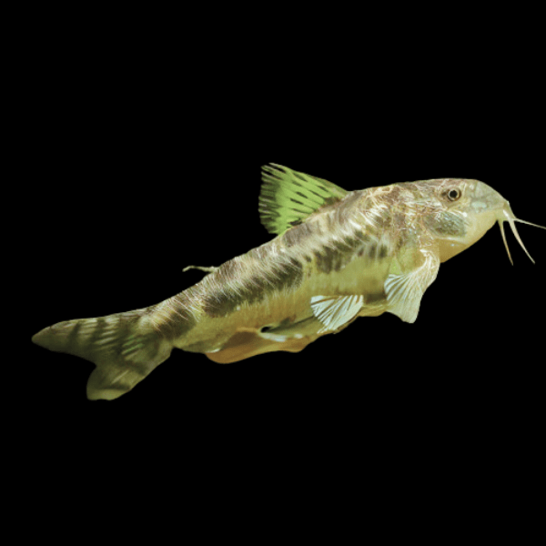 C125 Spotted Aspidoras Catfish Corydoras Aspidoras Spilotus 2cm - Real Aquatics