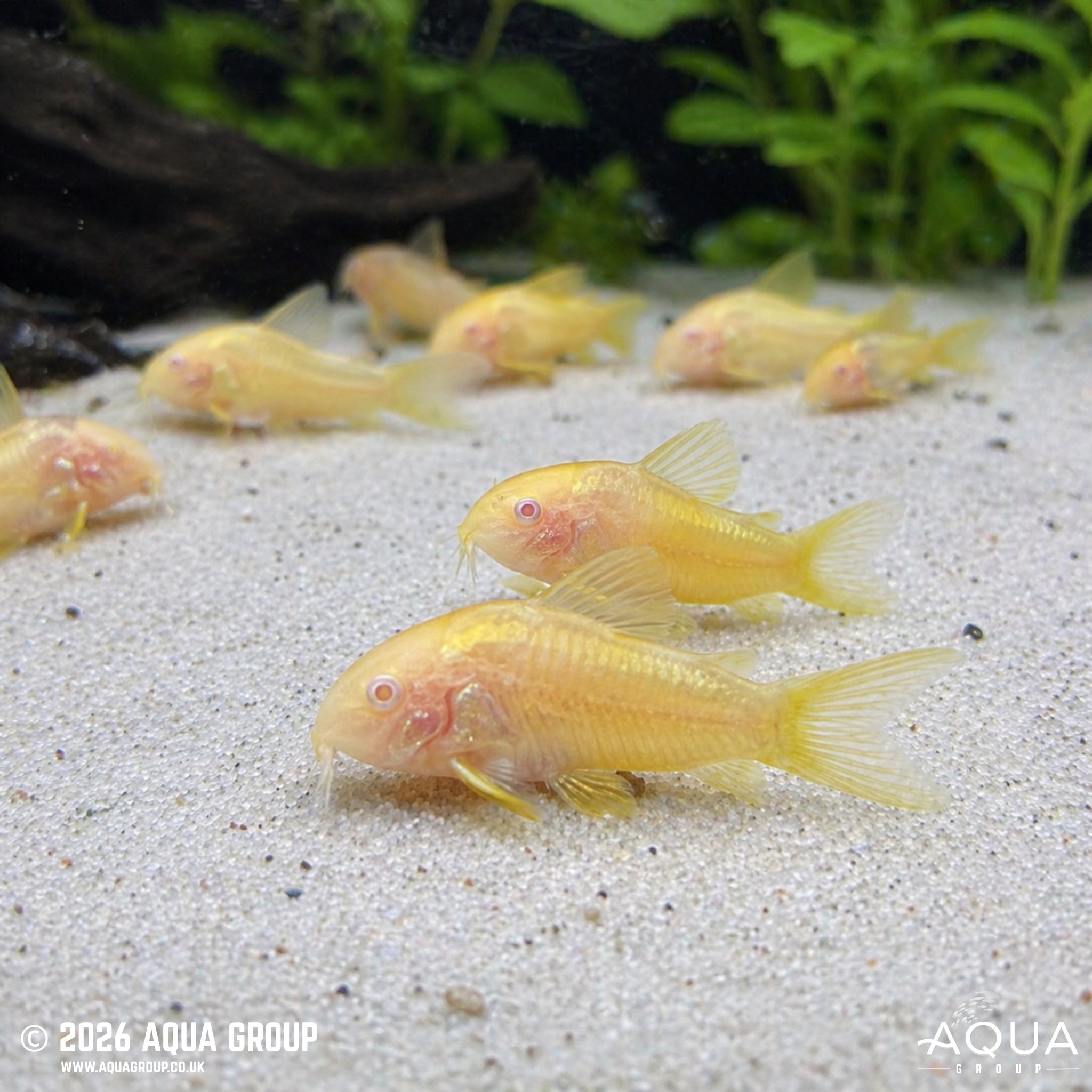 Albino Orange Laser Cory (CW010) (Osteogaster sp.)