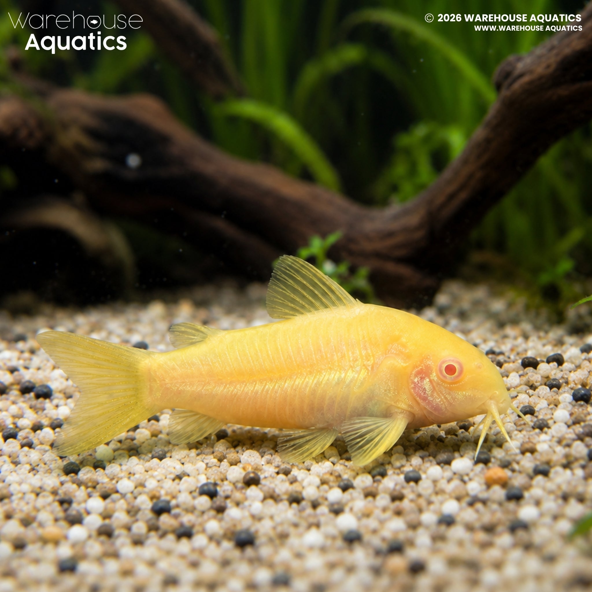 Albino Orange Laser Cory (CW010) (Osteogaster sp.)