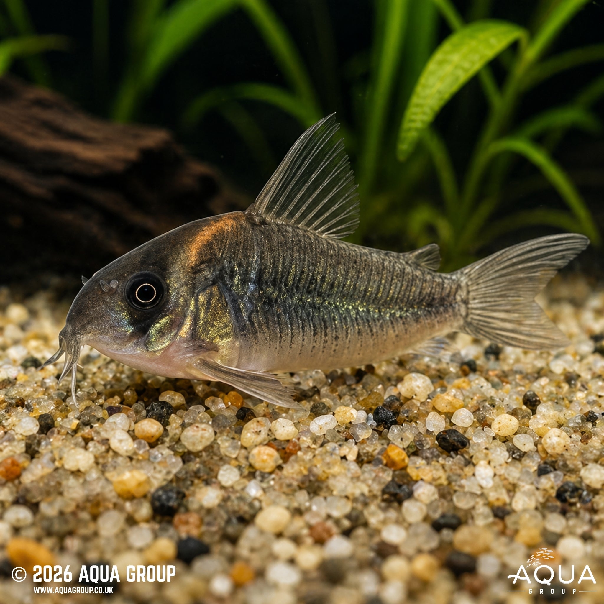 CW102 Cory (Hoplisoma sp.)