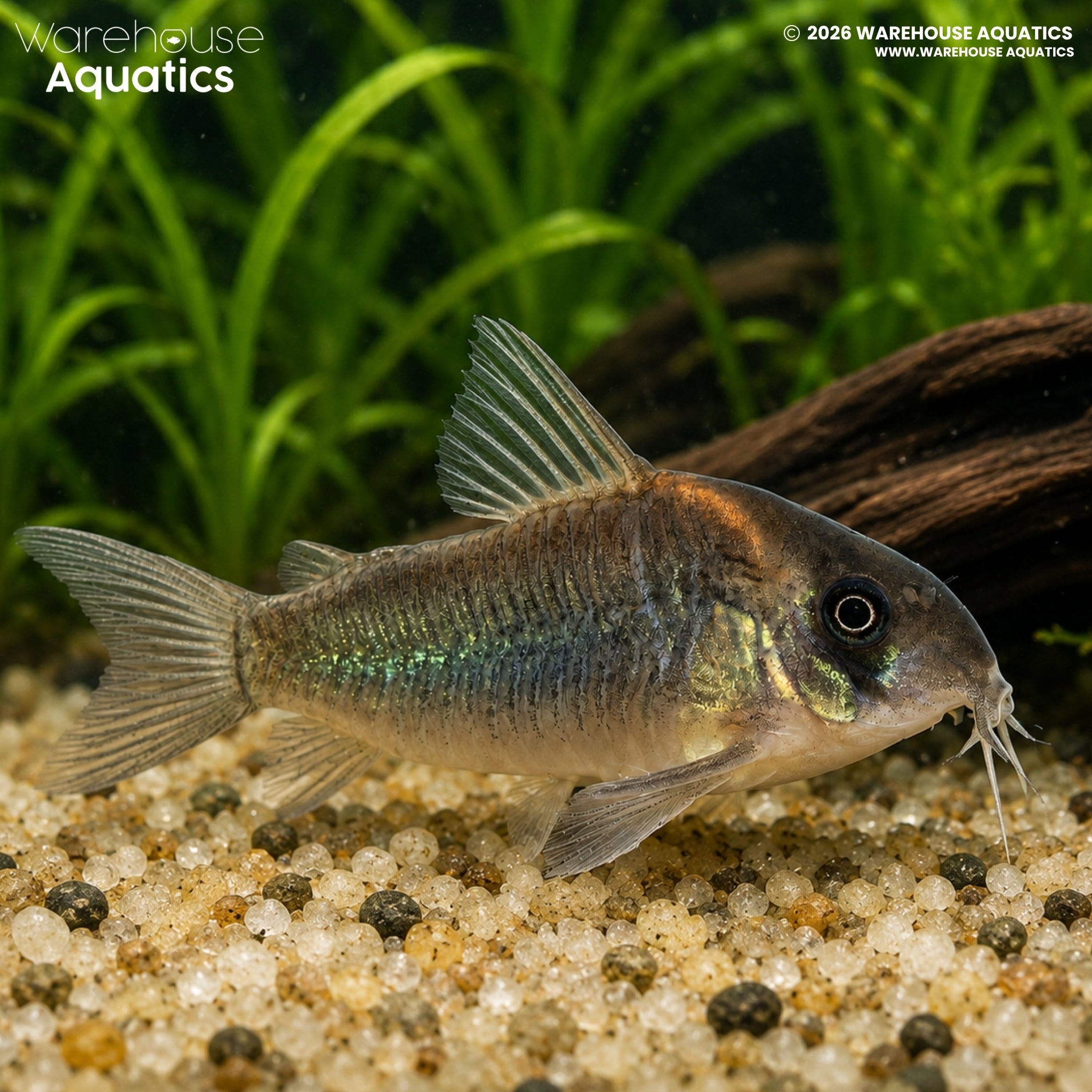 CW102 Cory (Hoplisoma sp.)