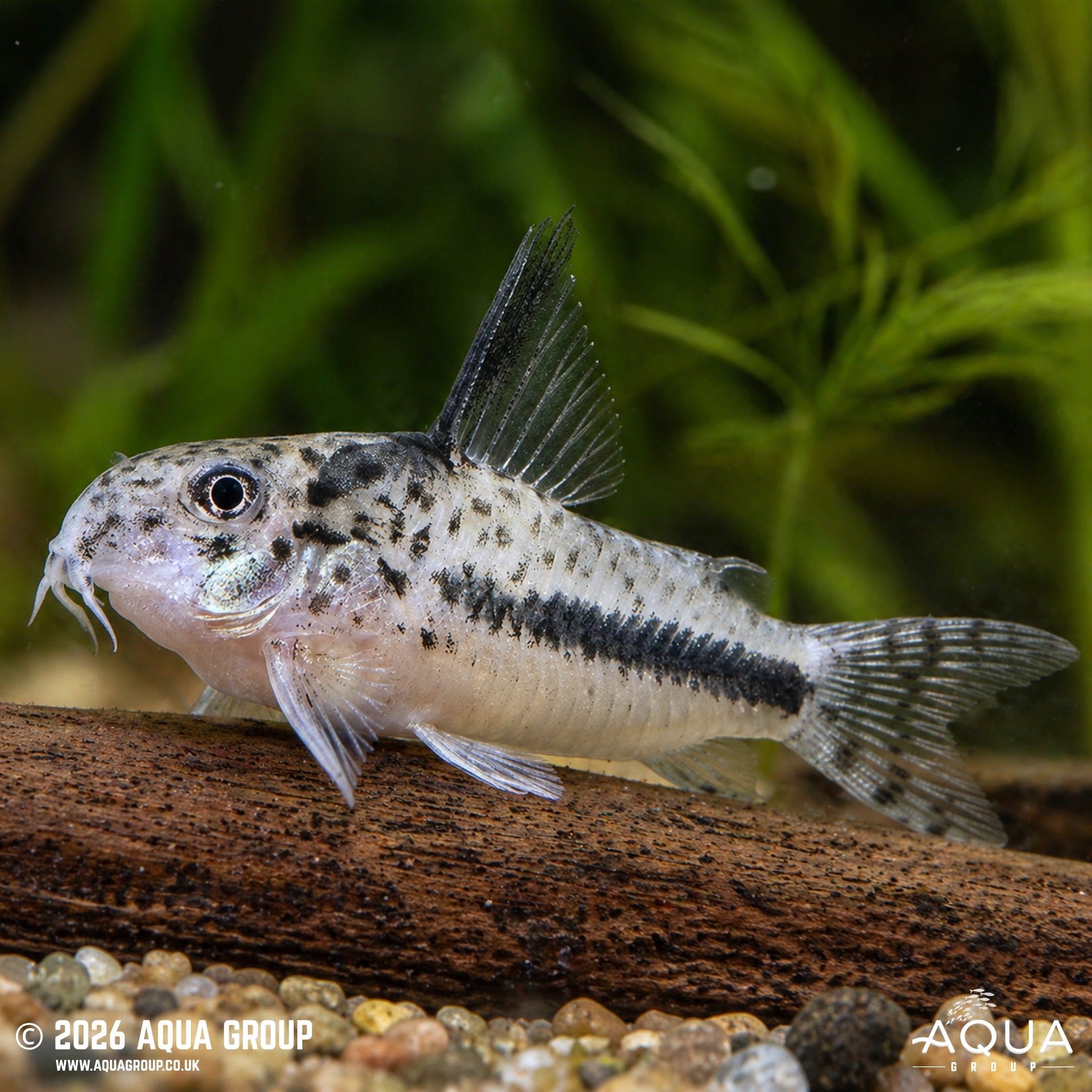 Sipaliwini Cory (CW114) (Hoplisoma sipaliwini)