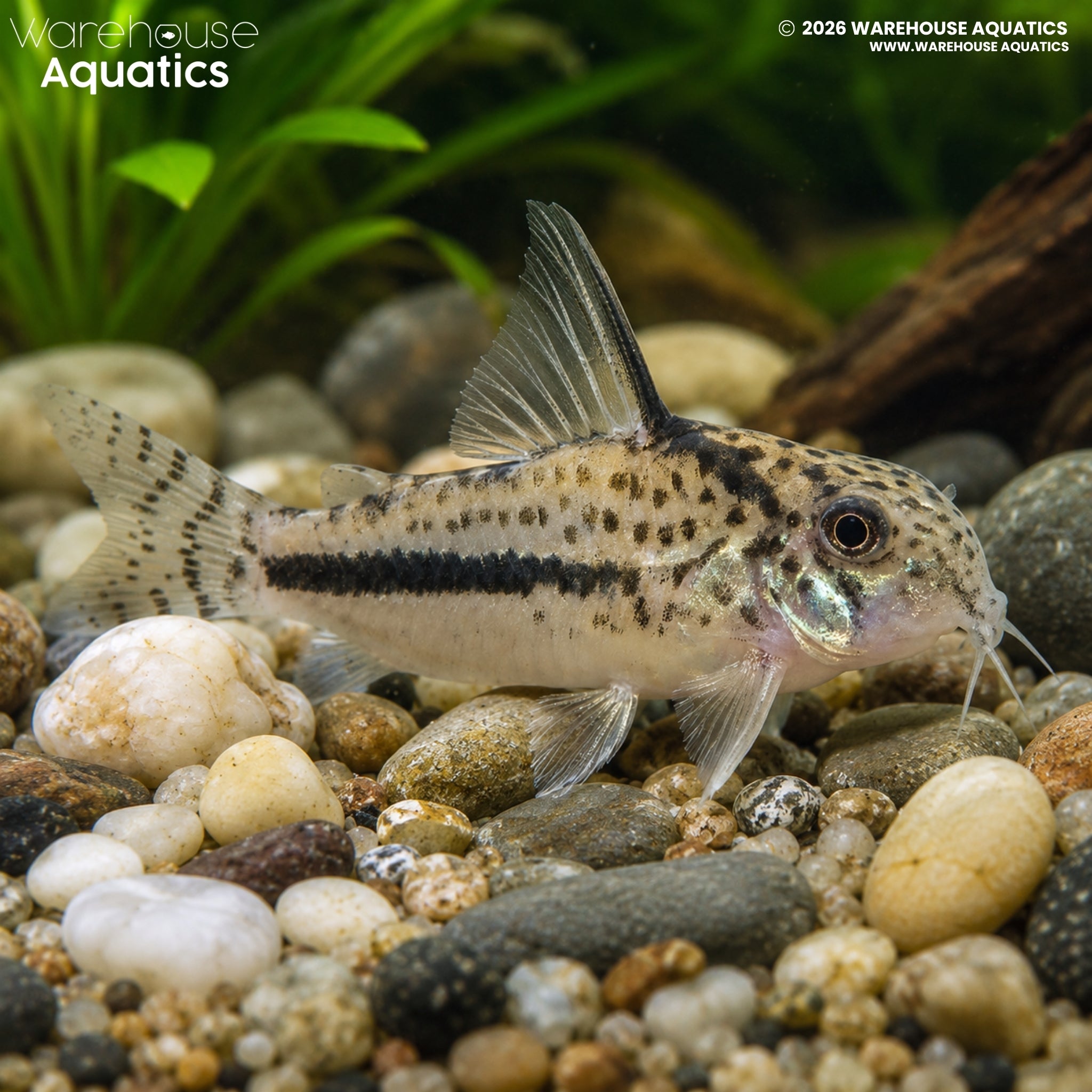 Sipaliwini Cory (CW114) (Hoplisoma sipaliwini)