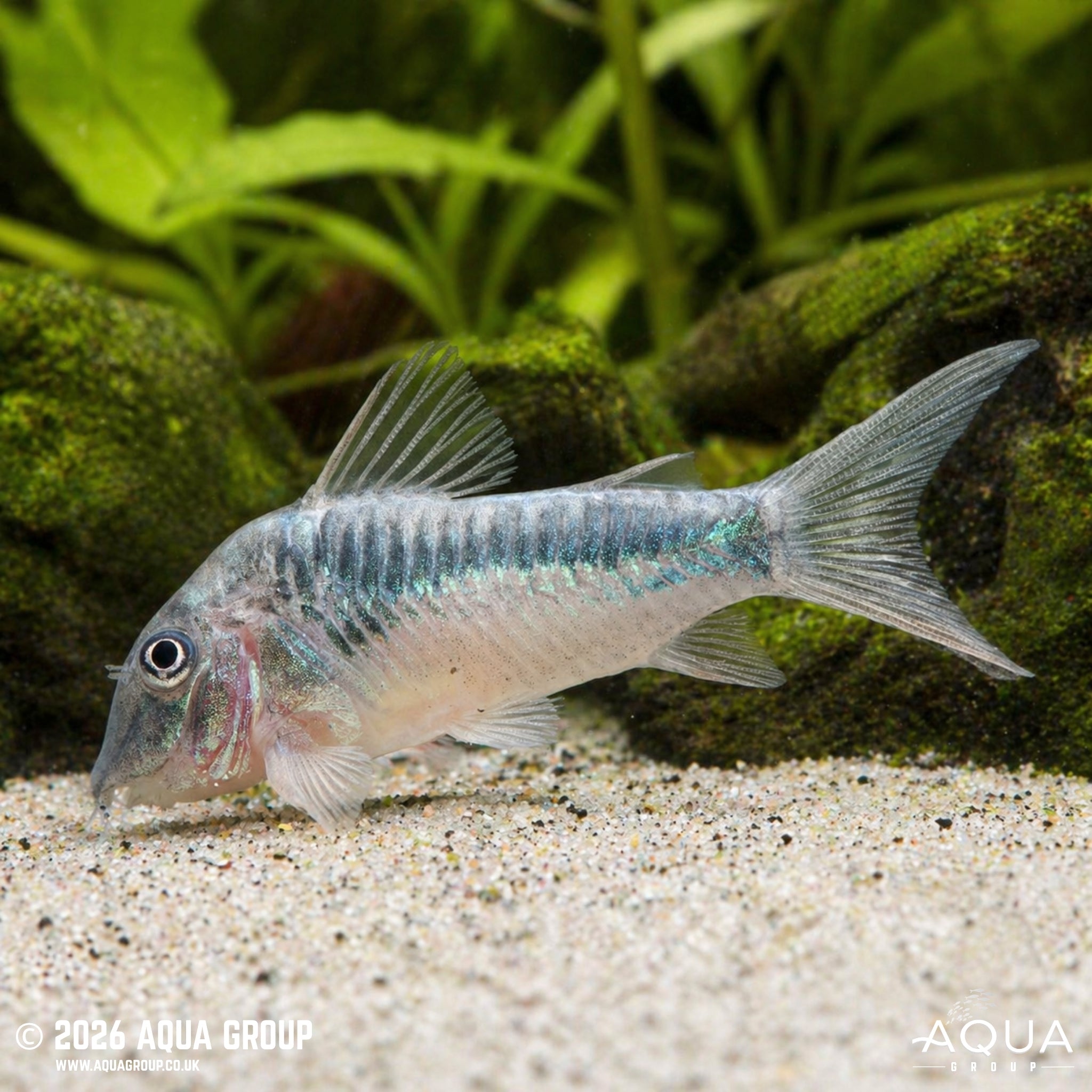 Inka Cory (CW124) (Corydoras sp.)