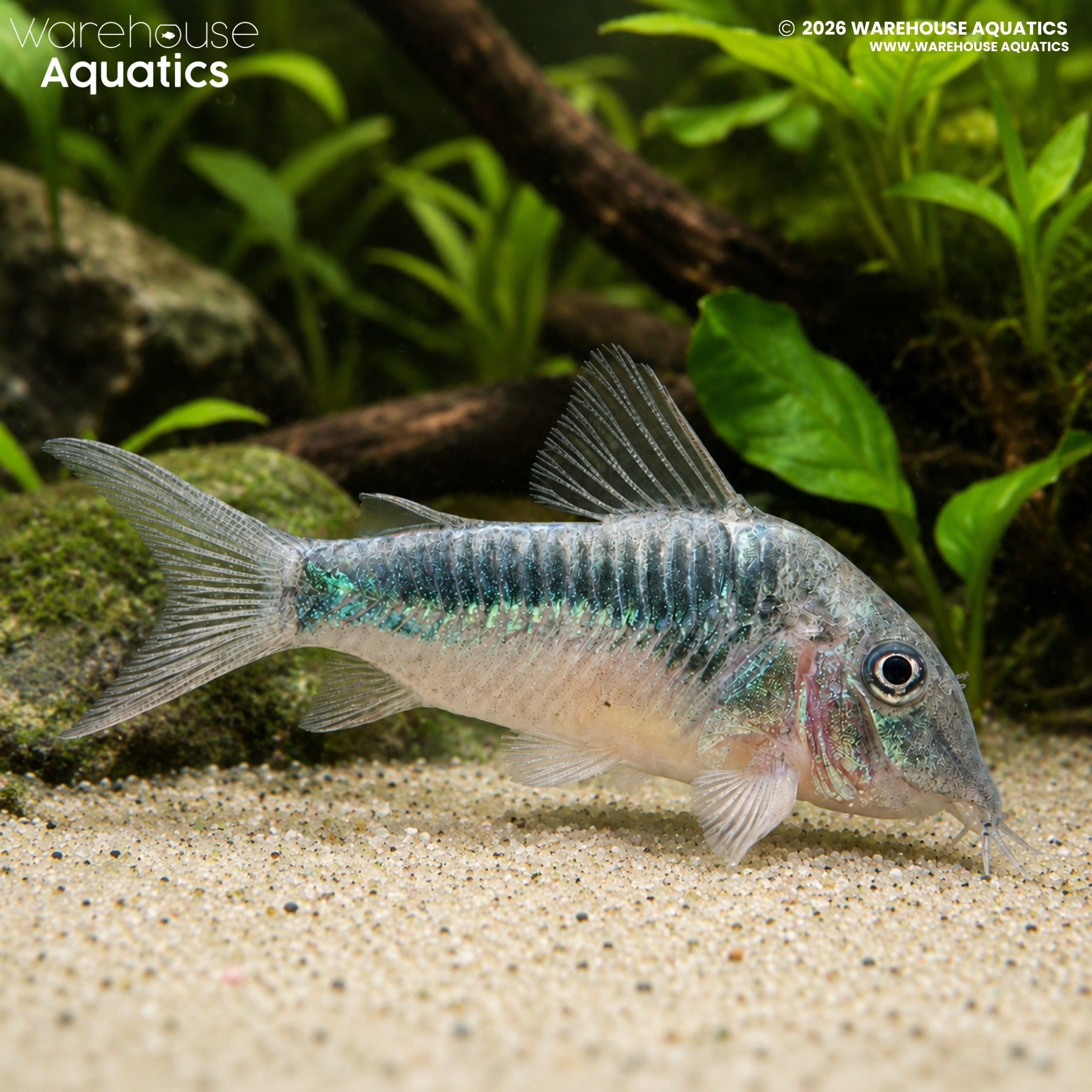 Inka Cory (CW124) (Corydoras sp.)