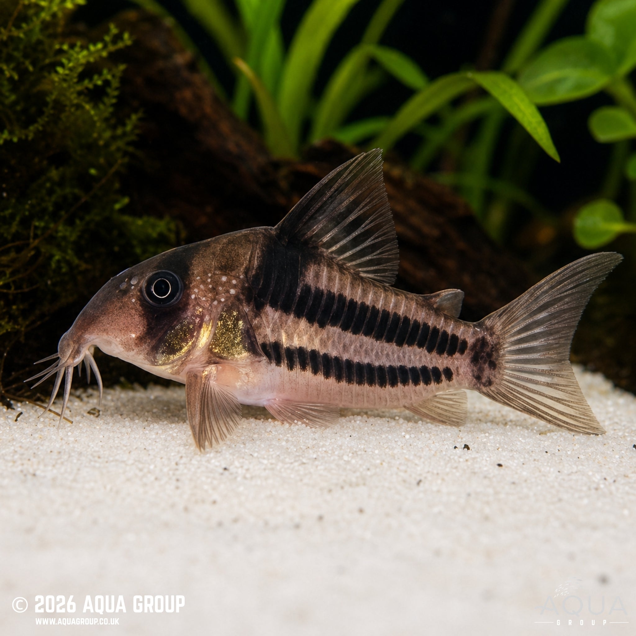 Super Ancestor Cory (CW160) (Hoplisoma tenebrosum)