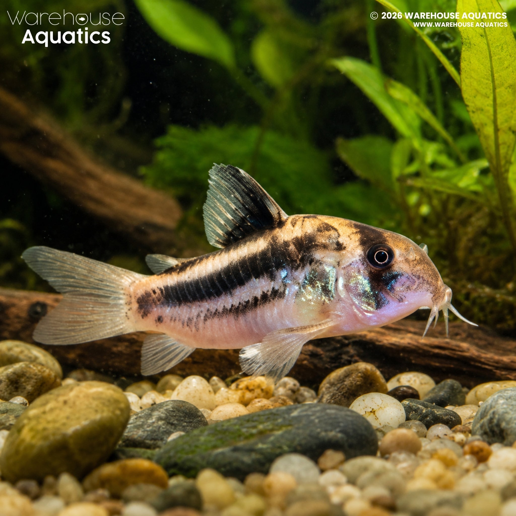 Super Ancestor Cory (CW160) (Hoplisoma tenebrosum)