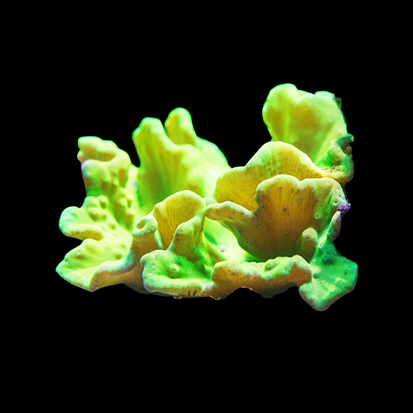 Cabbage Soft Coral Sinularla Dura - Real Aquatics