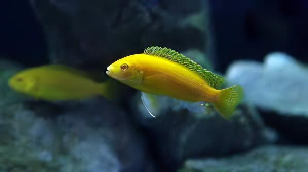 Labidochromis Caeruleus Yellow Albino Malawi African Cichlid Small 2 Inches - Real Aquatics