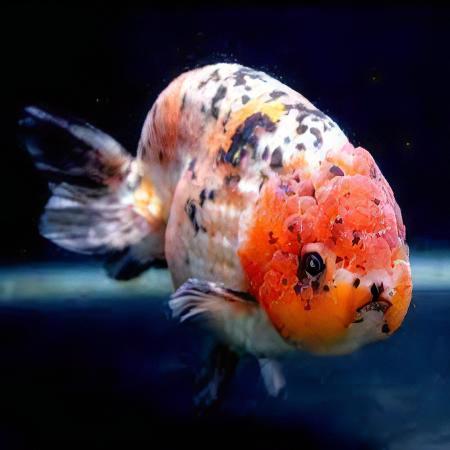 Calico Lionhead Ranchu Goldfish Carassius Auratus 5cm - Real Aquatics