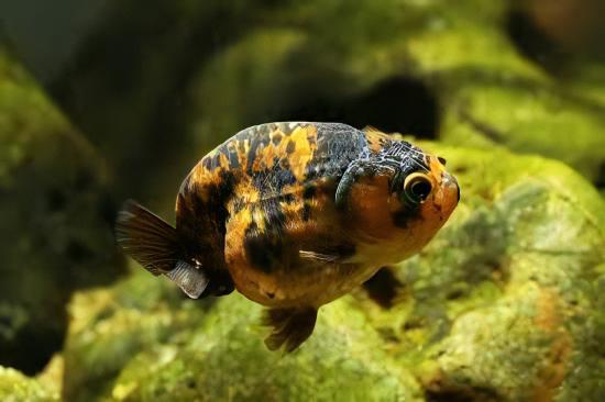Calico Lionhead Ranchu Goldfish Carassius Auratus 5cm - Real Aquatics
