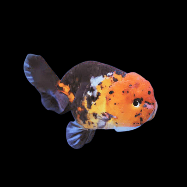 Calico Lionhead Ranchu Goldfish Carassius Auratus 5cm - Real Aquatics