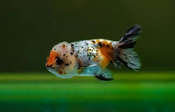Calico Lionhead Ranchu Goldfish Carassius Auratus 5cm - Real Aquatics