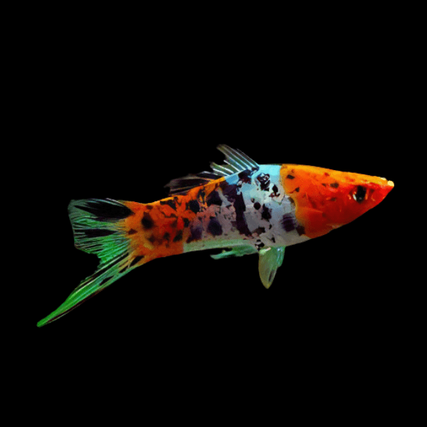 Calico Swordtail Xiphophorus Hellerii 3cm - Real Aquatics