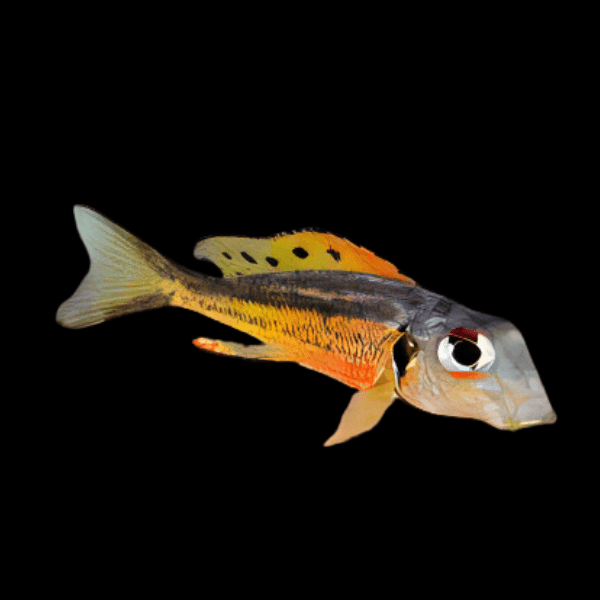 Callochromis Melanostigma Tanganyikan African Cichlids 4cm - Real Aquatics