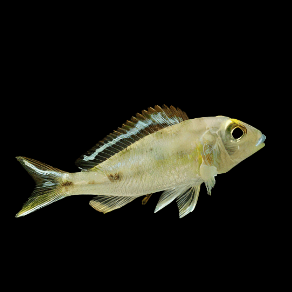 Callochromis Pleurospilus Kigoma Tanganyikan African Cichlids 4cm - Real Aquatics