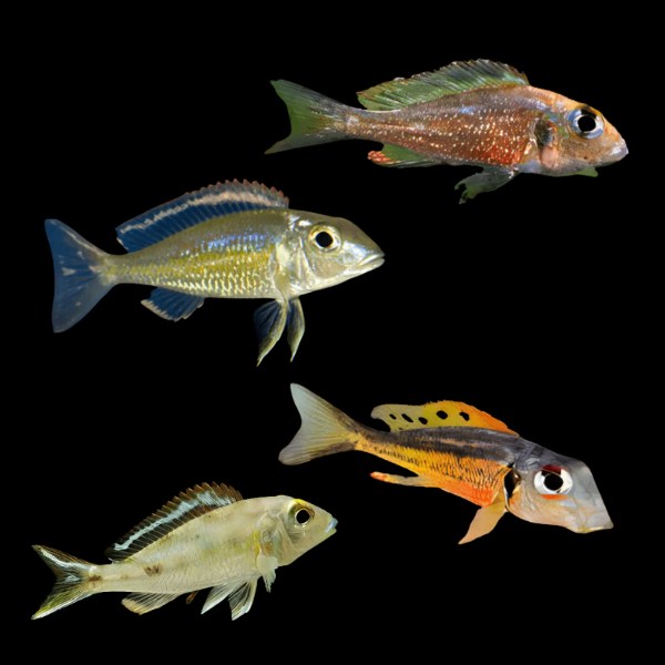 Assorted Callochromis Tanganyikan African Cichlids 4cm - Real Aquatics