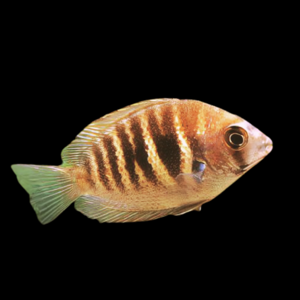 Canara Pearl Spot Cichlid Etroplus Canarensis 5cm - Real Aquatics