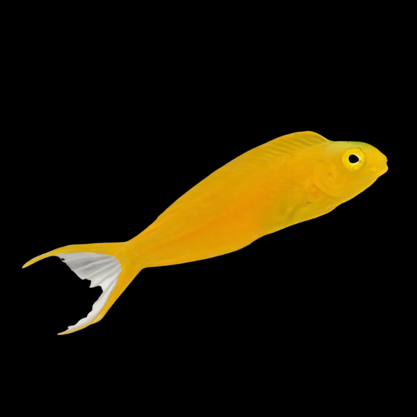 Canary Blenny Meiacanthus Oualanensis - Real Aquatics
