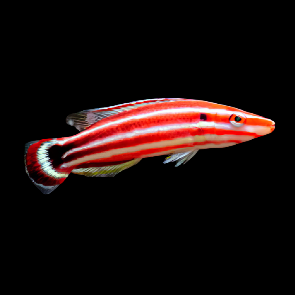 Candy Cane Hog Fish Bodianus Sepiacaudus - Real Aquatics