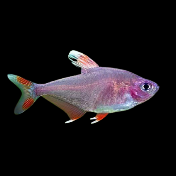 Candy Cane Bentosi Tetra Hyphessobrycon Bentosi 2cm - Real Aquatics