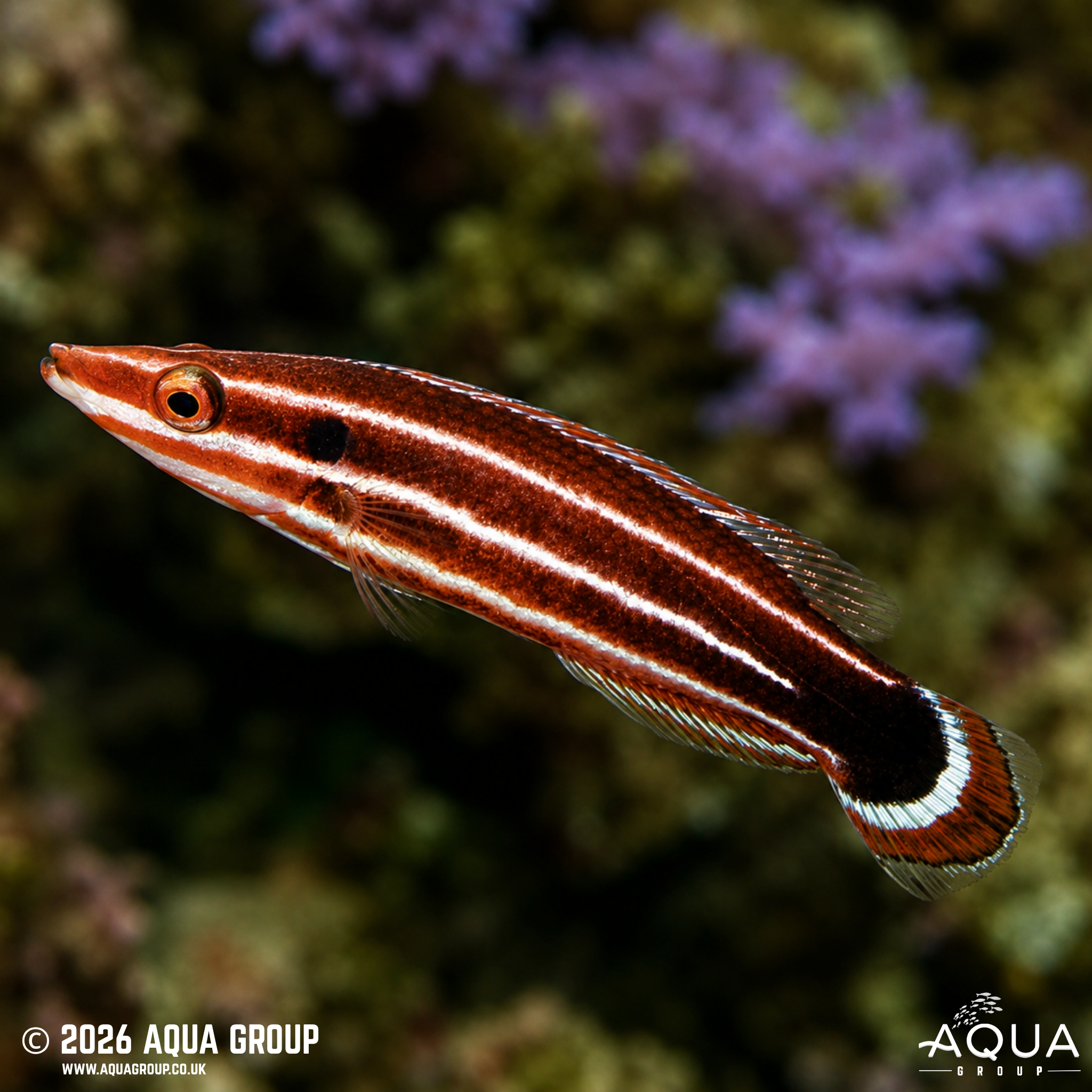 Candy Cane Hogfish (Bodianus sepiacaudus)