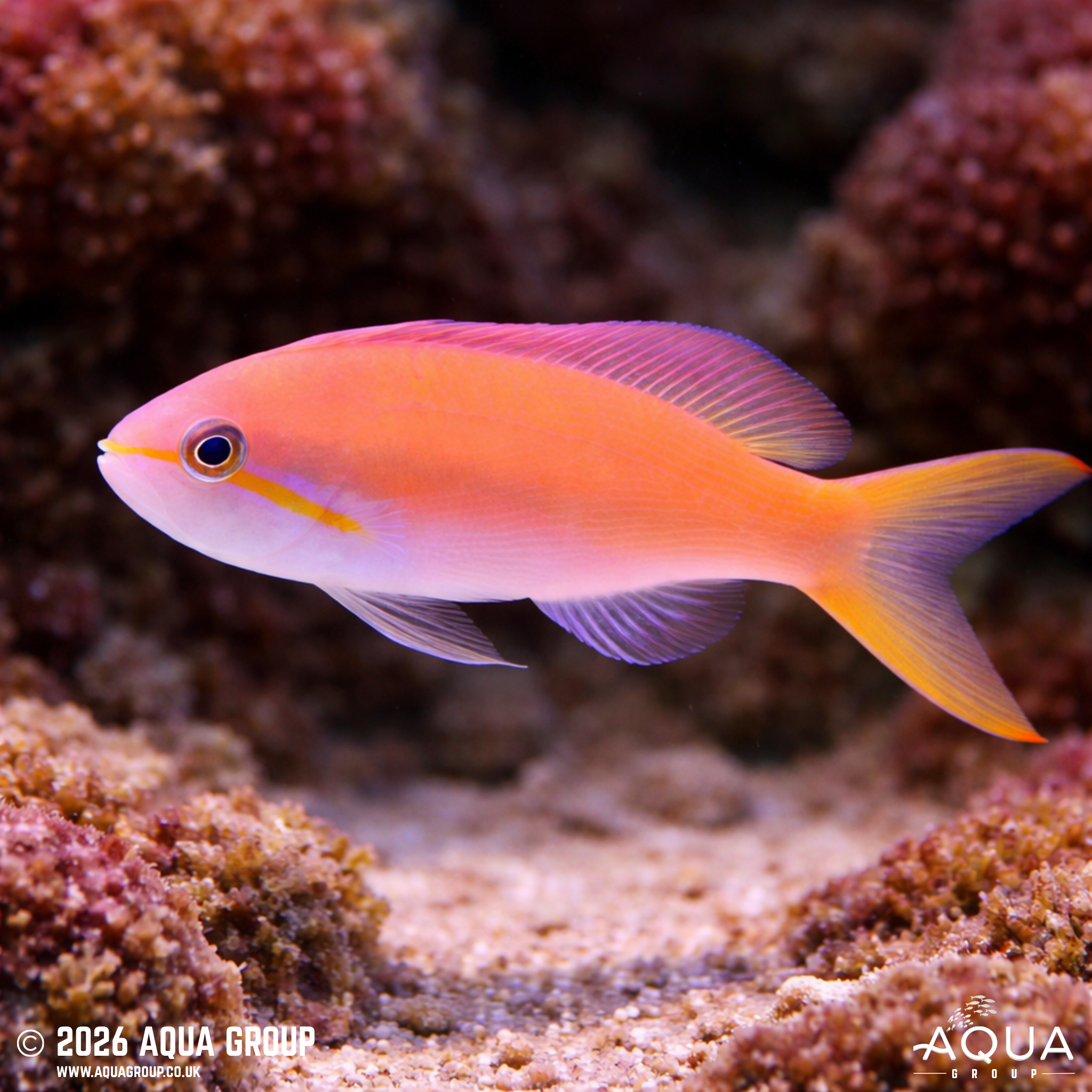 Carberryi Anthias (Nemanthias carberryi)