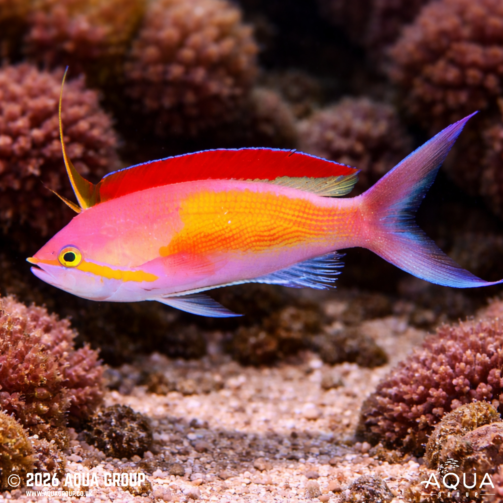 Carberryi Anthias (Nemanthias carberryi)