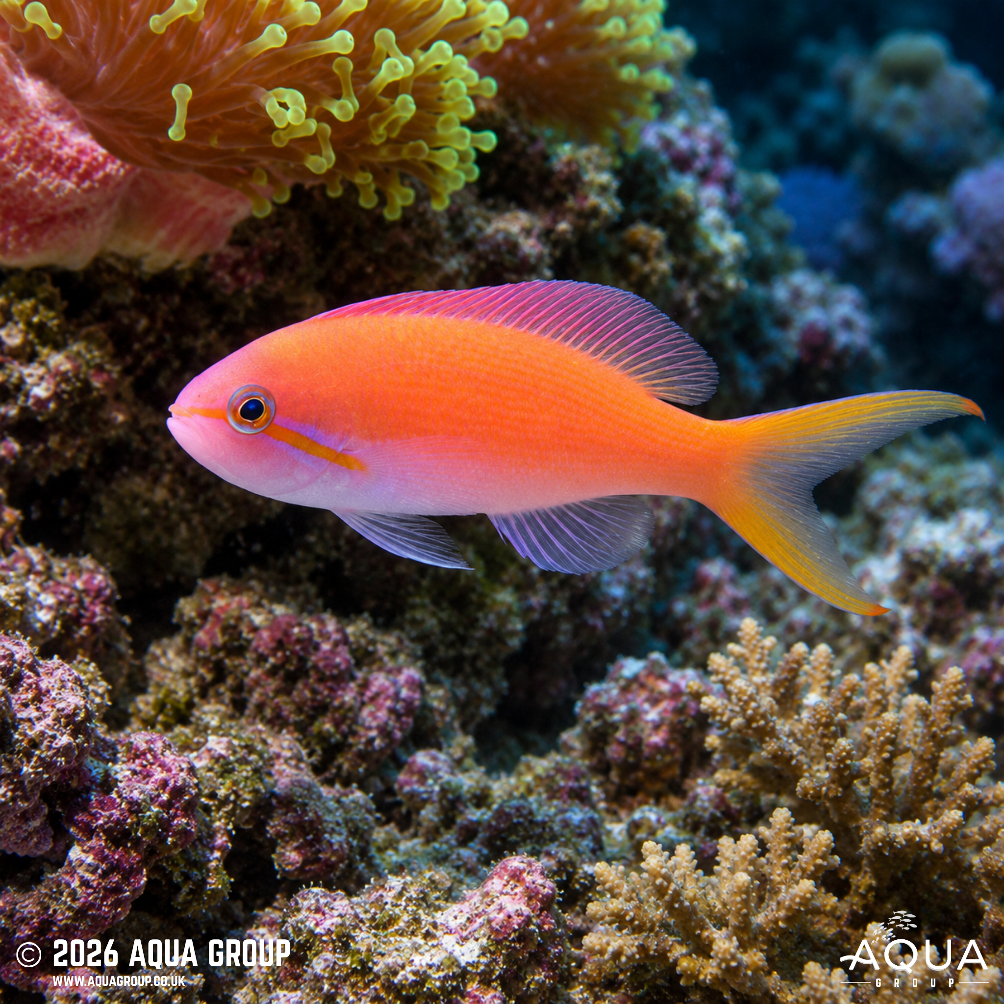 Carberryi Anthias (Nemanthias carberryi)